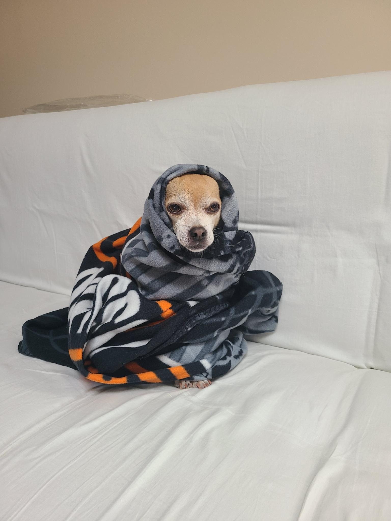 chico the dog